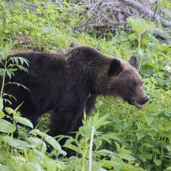 Japan zna kako da otera medvede: Dronovima koji laju