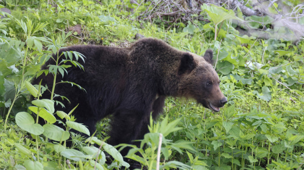 Japan zna kako da otera medvede: Dronovima koji laju