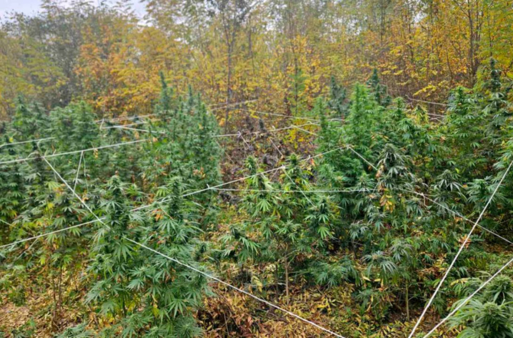 Velika zaplena policije u Kruševcu: Pronašli zasad kanabisa, kokain i improvizovanu labaratoriju FOTO