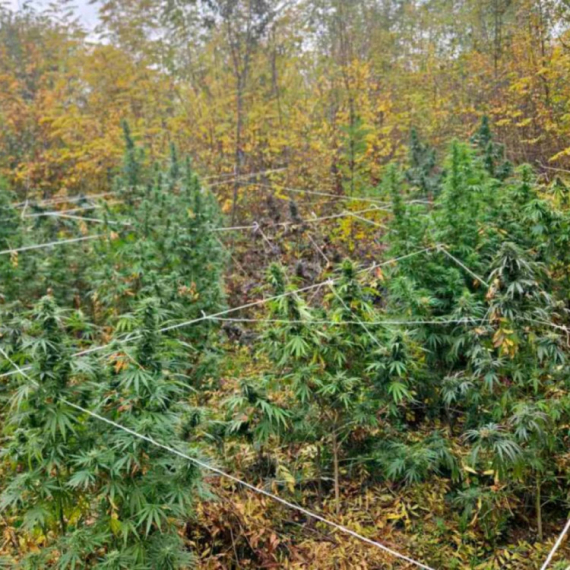 Velika zaplena policije u Kruševcu: Pronašli zasad kanabisa, kokain i improvizovanu labaratoriju FOTO