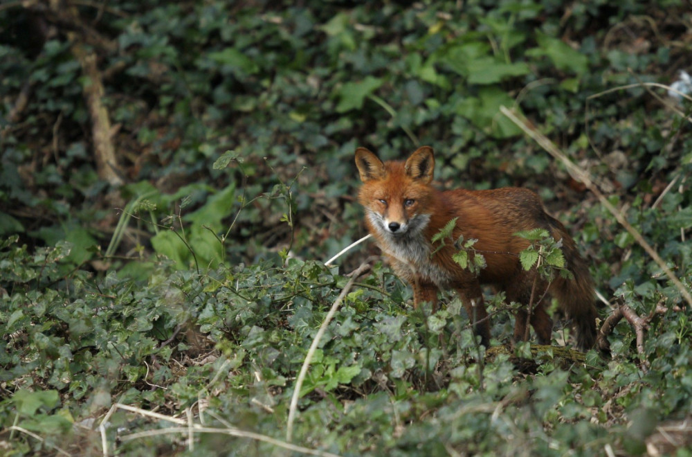 Neobičan prizor na ulicama Šida: Meštani je sve češće viđaju VIDEO