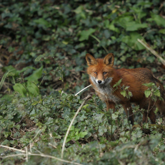 Neobičan prizor na ulicama Šida: Meštani je sve češće viđaju VIDEO