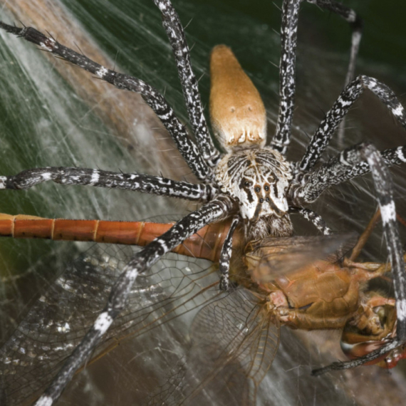 Jezivo otkriće u komšiluku:  100 hiljada strašnih bića napravilo svoj "grad" FOTO/VIDEO