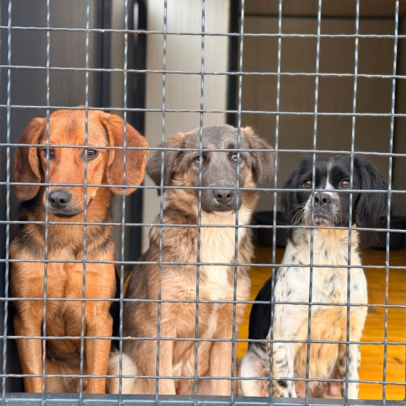 Proširuju se kapaciteti Prihvatilišta za pse u Nišu FOTO