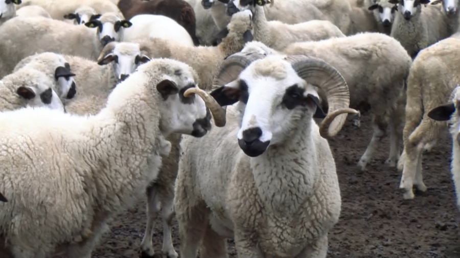 Život i pripreme za zimu u pešterskom selu Bioc FOTO/VIDEO
