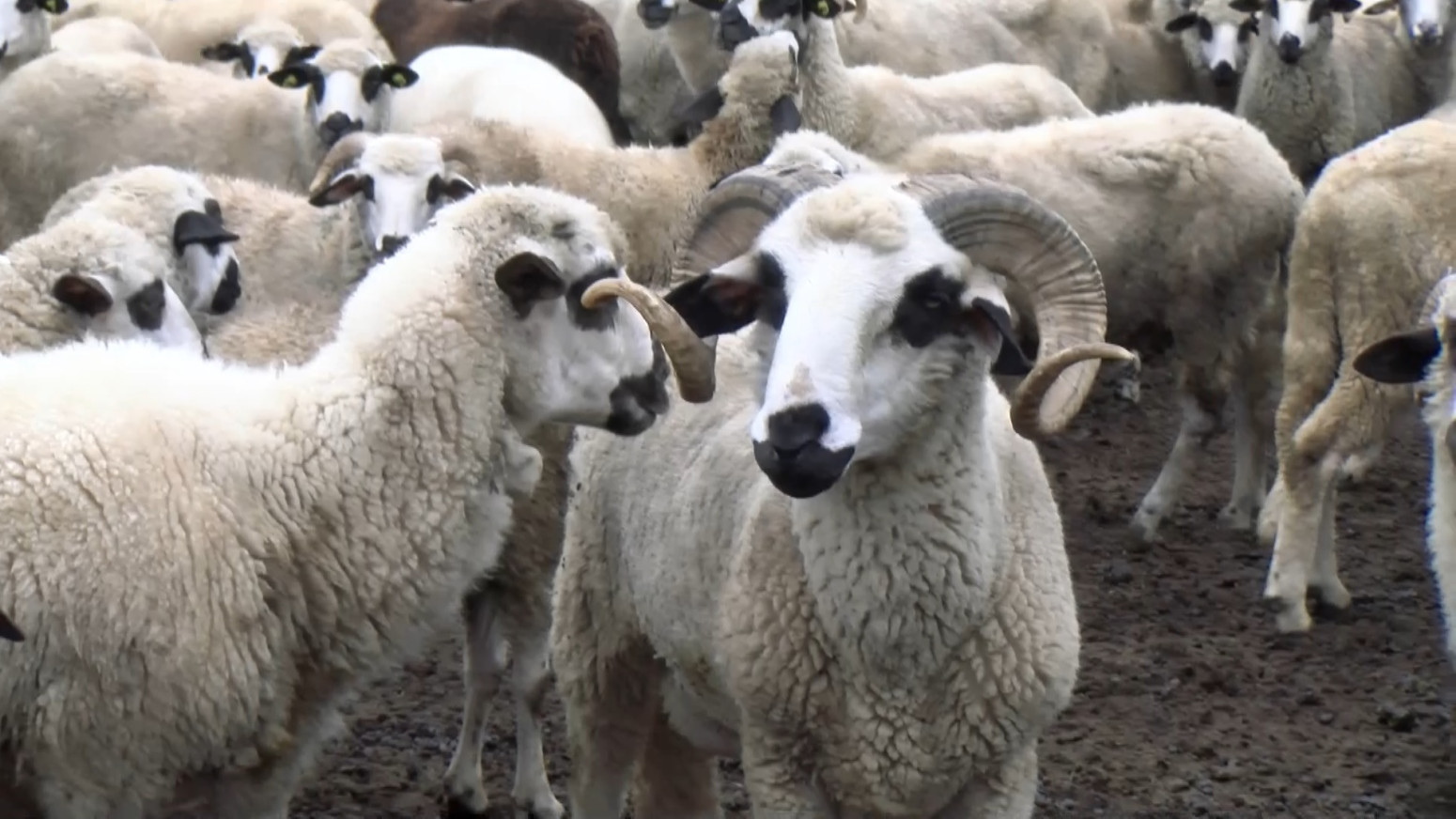 Život i pripreme za zimu u pešterskom selu Bioc