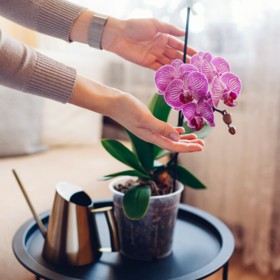 Ne paničite ako odbacuje pupoljke: Kako pravilno da zaštitite orhideje u novembru