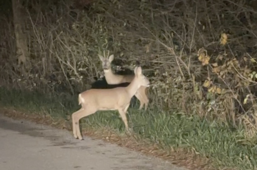 "Ovo se retko dešava": Meštanin zabeležio neverovatan prizor kraj puta FOTO/VIDEO