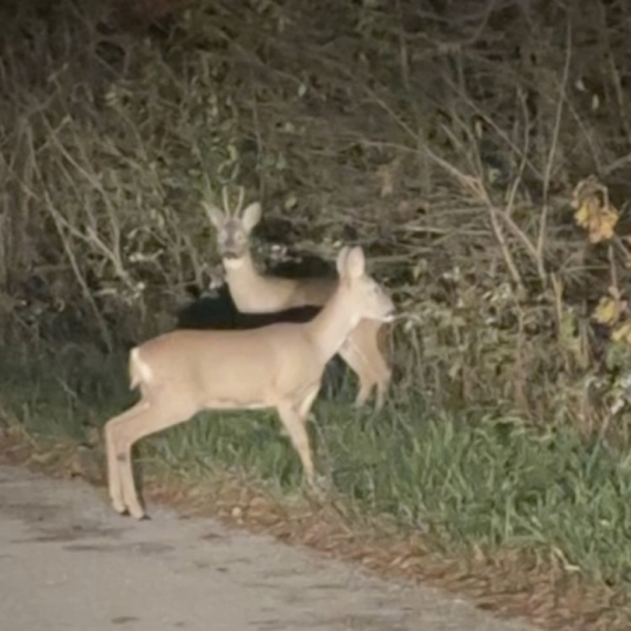"Ovo se retko dešava": Meštanin zabeležio neverovatan prizor kraj puta FOTO/VIDEO