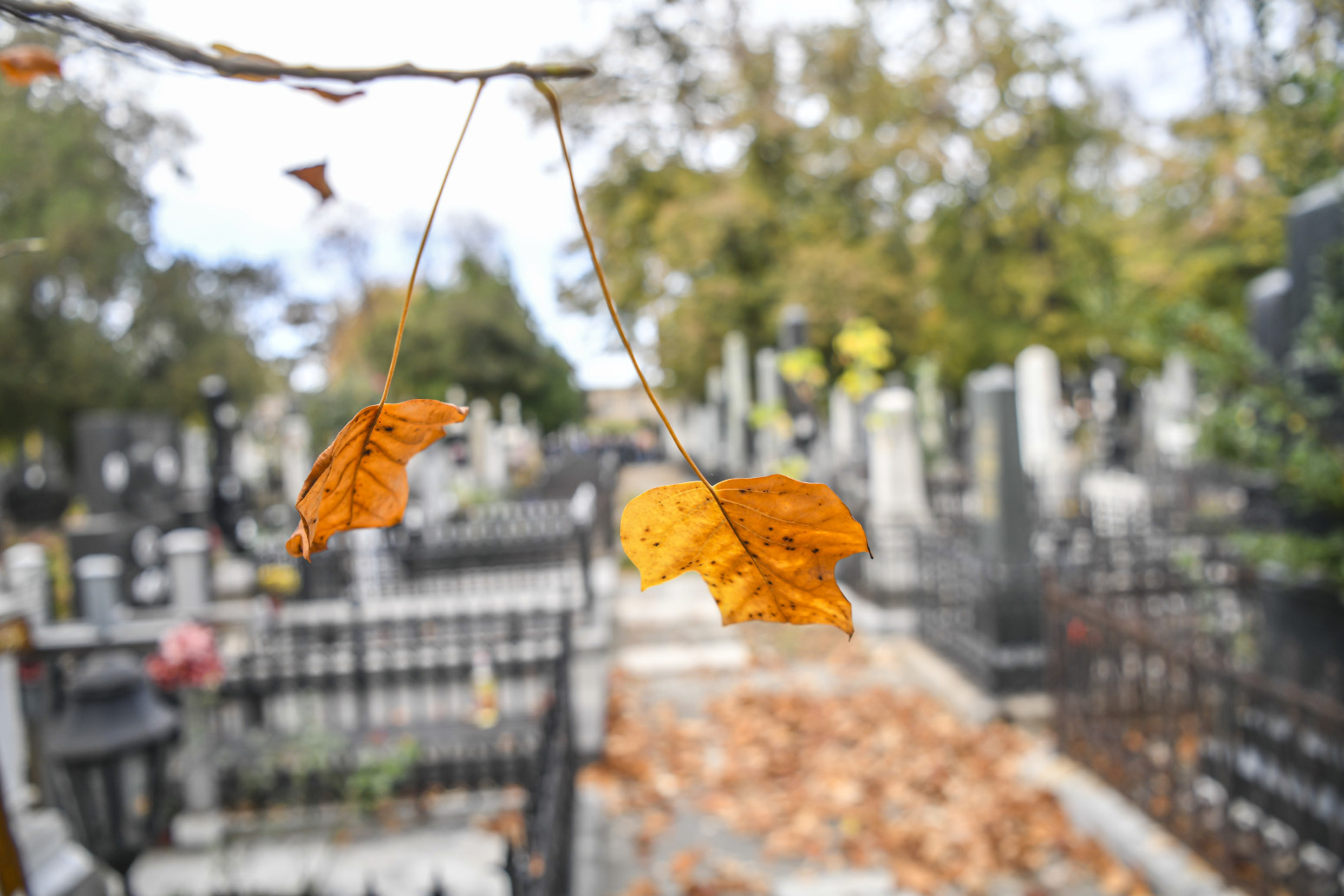 Održan još jedan veoma posećen vođeni obilazak Novog groblja sa temom "Bardovi srpskog glumišta"