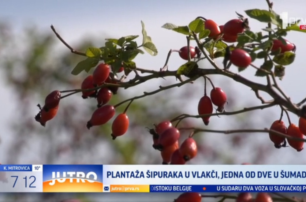 Ovo je jedna od dve plantaže šipurka u Šumadiji VIDEO