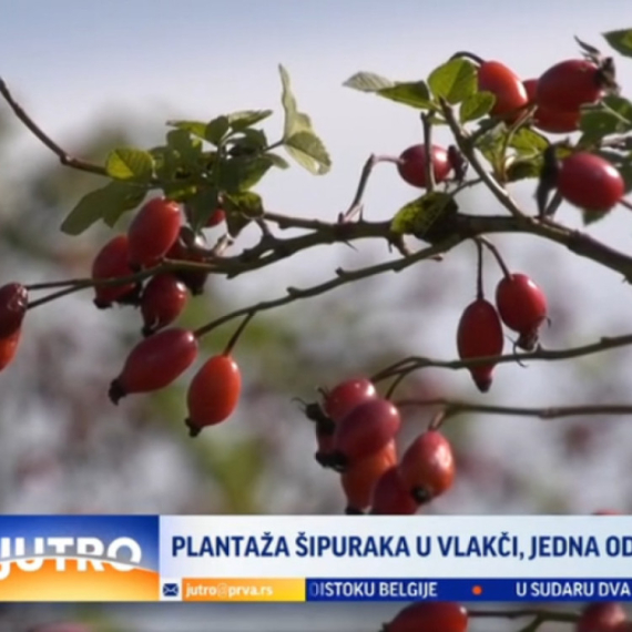 Ovo je jedna od dve plantaže šipurka u Šumadiji VIDEO