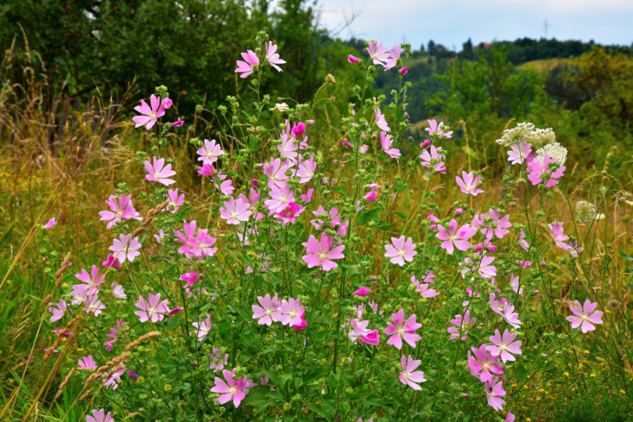 Moćna biljka raste širom Srbije: Evo za šta je sve dobra