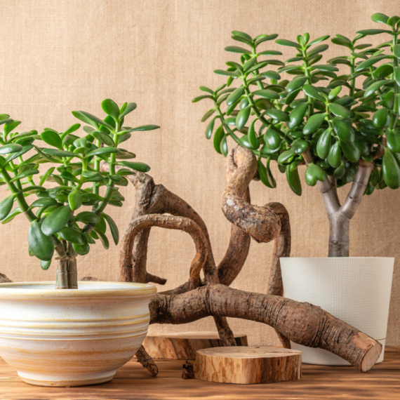 Što više raste, više novca donosi: Sipajte dva sastojka i napredovaće kao luda