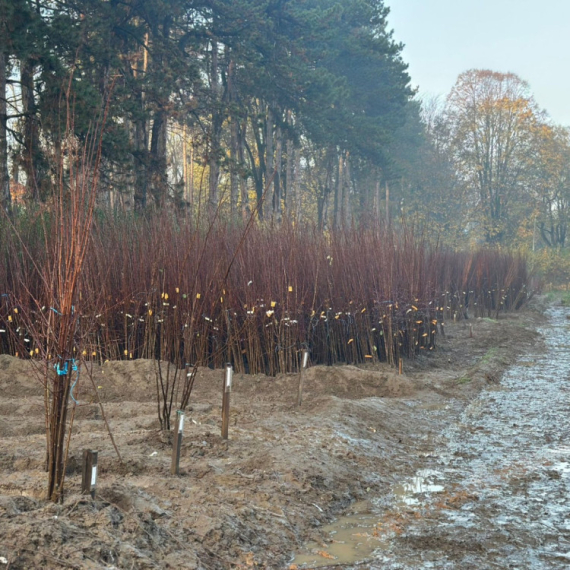 Nema odmora za čačanske voćare: Počela jesenja sadnja; "Ovo su idealni uslovi" FOTO