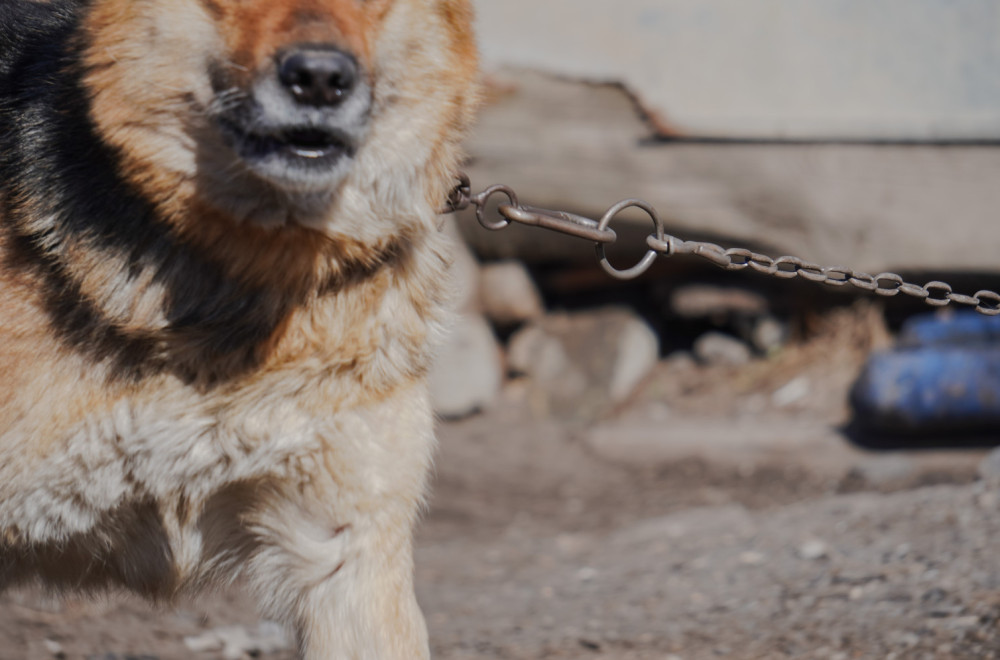 Strašan prizor u Beogradu: Psi lancima vezani, sama kost i koža; "Povremeno ih neko nahrani" VIDEO