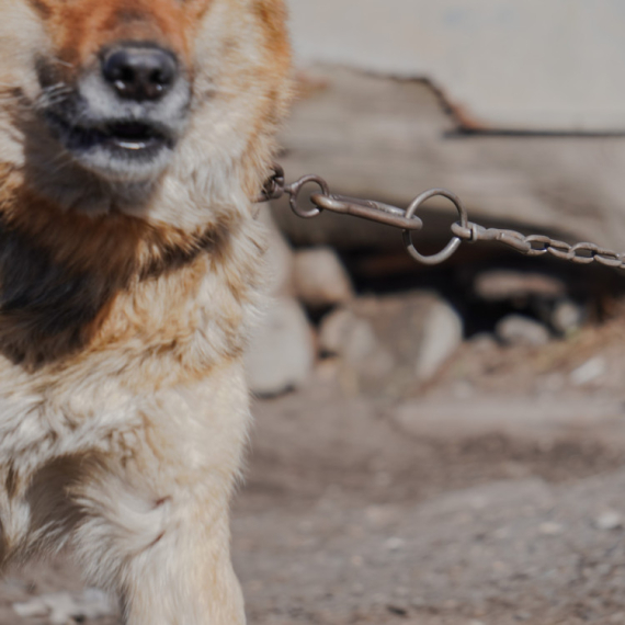 Strašan prizor u Beogradu: Psi lancima vezani, sama kost i koža; "Povremeno ih neko nahrani" VIDEO