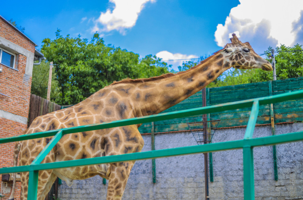 Zoološki vrt Jagodina ostvario dobit od 19,2 miliona dinara