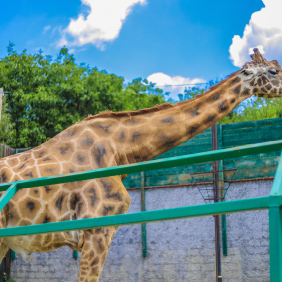 Zoološki vrt Jagodina ostvario dobit od 19,2 miliona dinara