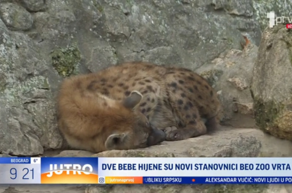 Ovo su novi stanovnici Beogradskog zoo-vrta FOTO/VIDEO
