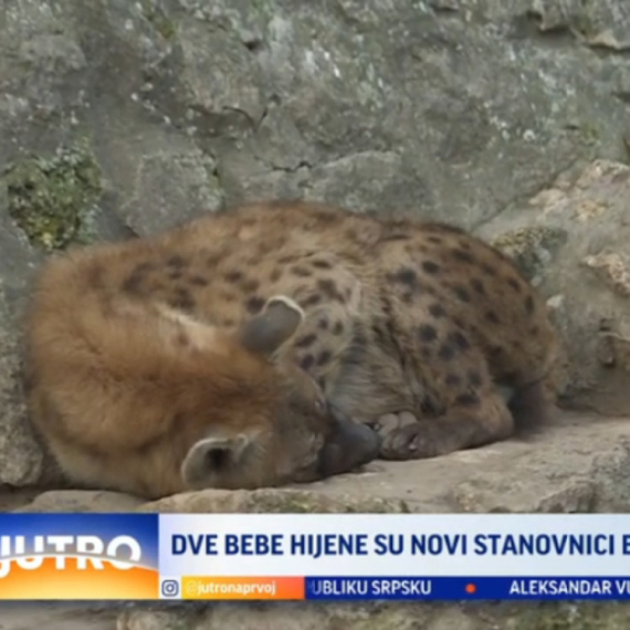 Ovo su novi stanovnici Beogradskog zoo-vrta FOTO/VIDEO