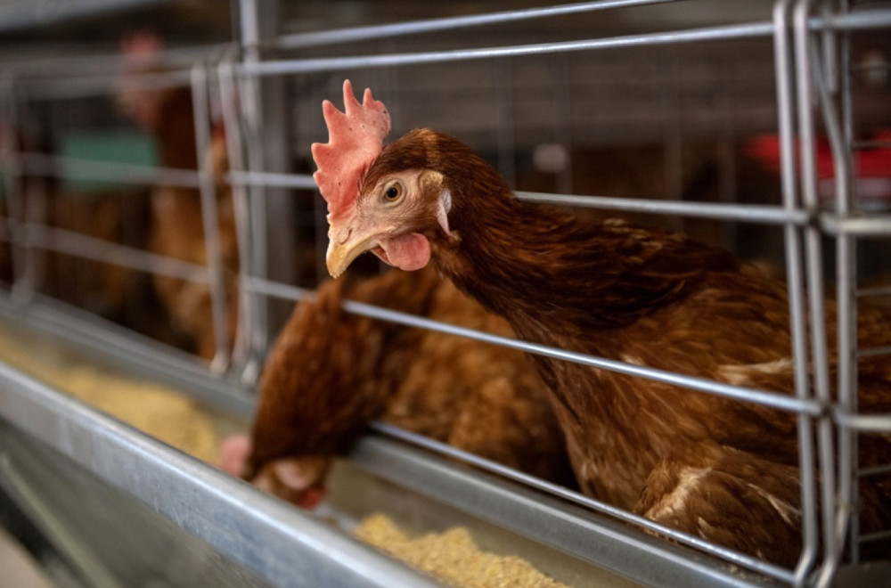 Jedna država EU hitno apelovala: "Zatvorite svu živinu"