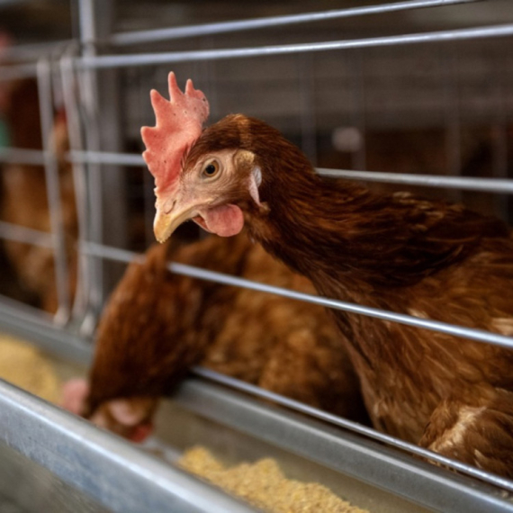 Jedna država EU hitno apelovala: "Zatvorite svu živinu"