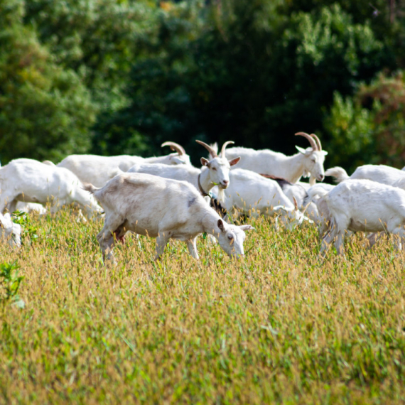 Zrenjaninac kancelariju zamenio stočarstvom: Stado koza zarađuje platu