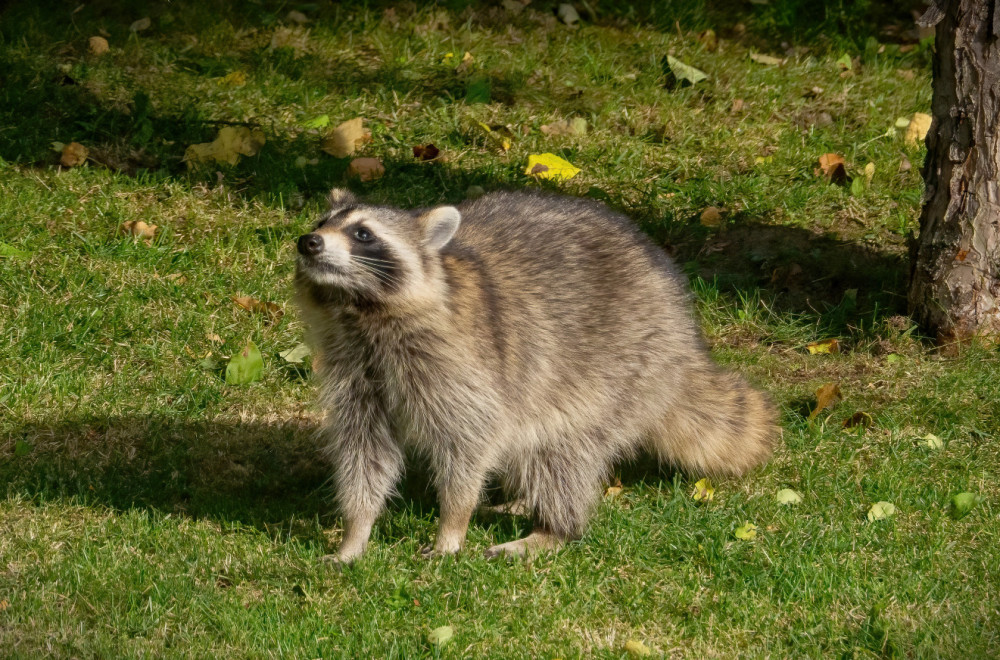 Ova divlja životinja polako postaje kućni ljubimac