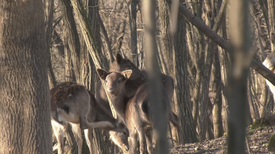 Beli jelen sa Lovćena doveden u Šumadiju: Jedinstvena farma u Srbiji FOTO