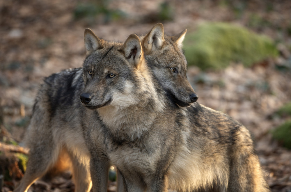 Primećeno neobično ponašanje vukova: Naučnici sumnjaju na jedno