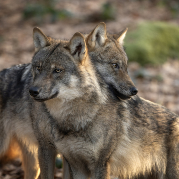 Primećeno neobično ponašanje vukova: Naučnici sumnjaju na jedno