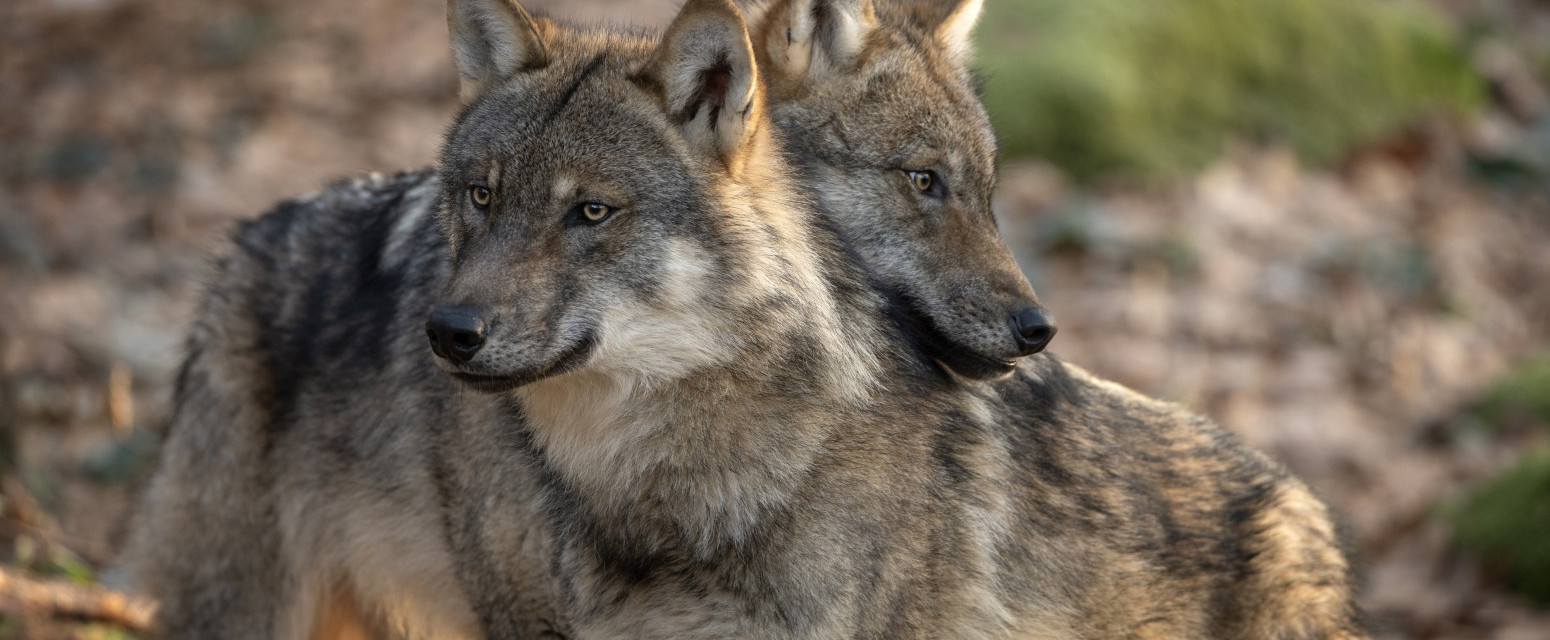 Morali da zatvore sve: Otkrili vukove koji su danima ulazili i izlazili na aerodrom
