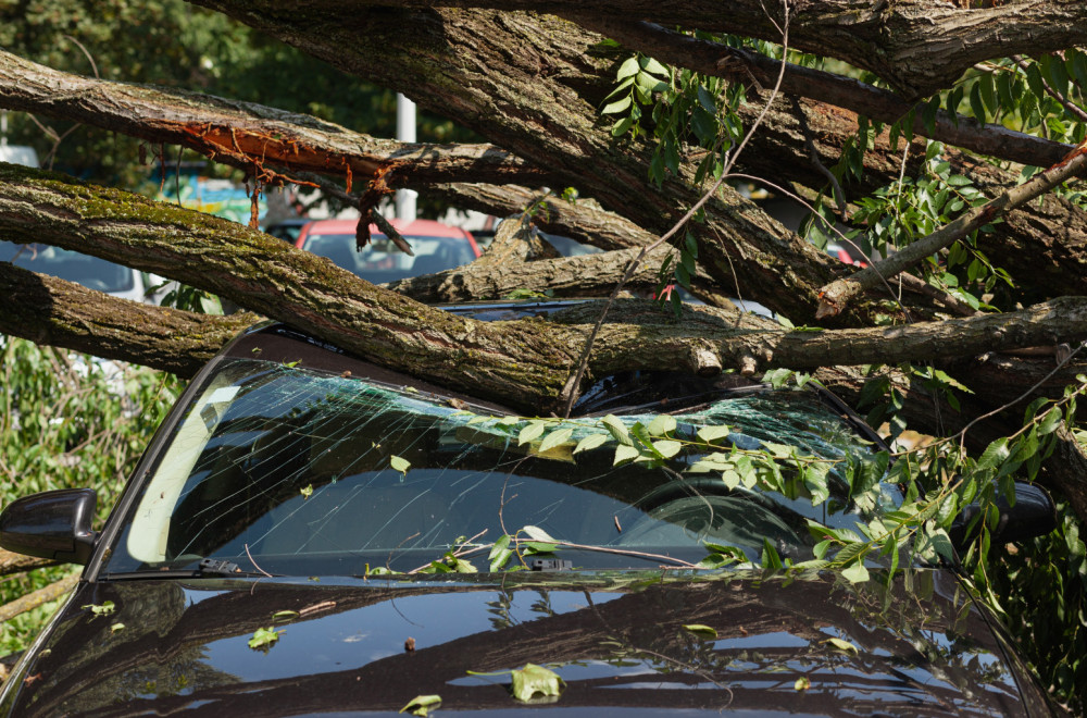 Užas u centru Jagodine: Stablo se obrušila na automobil i spljoštilo ga FOTO