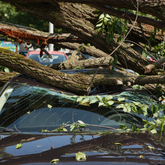 Užas u centru Jagodine: Stablo se obrušila na automobil i spljoštilo ga FOTO