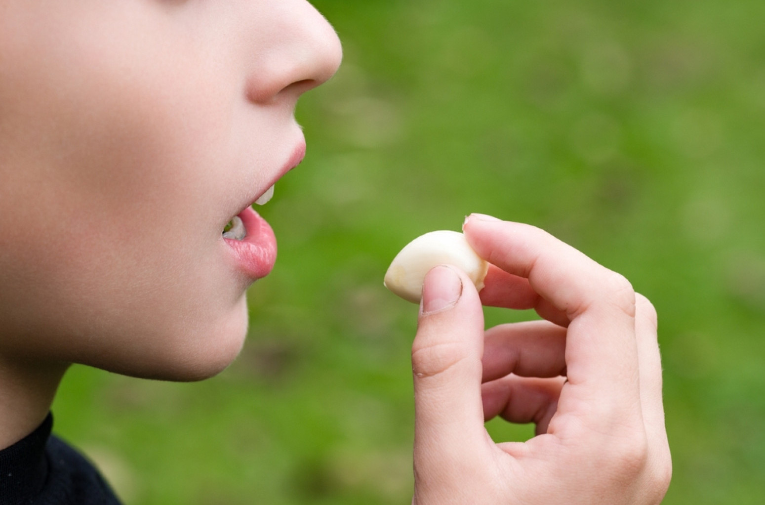Da li je beli luk zaista dobar za vaše zdravlje? FOTO/VIDEO