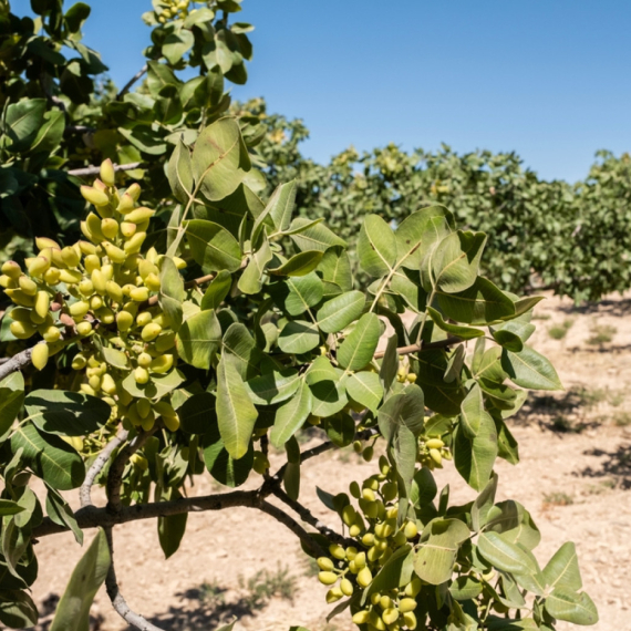 Ova biljka u Srbiji vredi 2.000 dinara po kg: Zovu je "zeleno zlato"