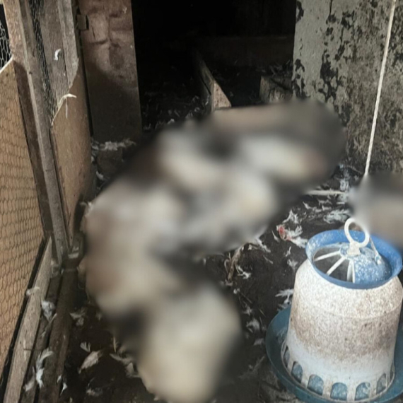 Užas kod Čačka: Psi lutalice poklali svu živinu FOTO