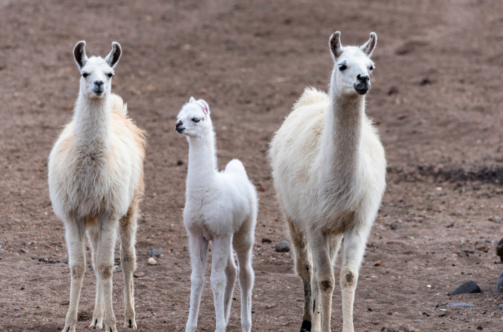 Mladunče lame osvaja srca posetilaca jagodinskog ZOO vrta VIDEO