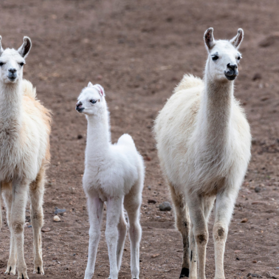 Mladunče lame osvaja srca posetilaca jagodinskog ZOO vrta VIDEO
