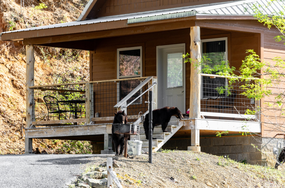 Da, moguće je: Osiguranje štiti imovinu čak i od medveda