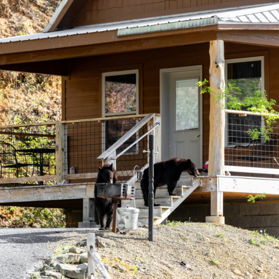 Da, moguće je: Osiguranje štiti imovinu čak i od medveda