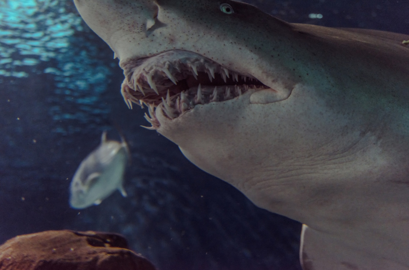 Otkriveni ostaci praistorijske ajkule duge osam metara FOTO