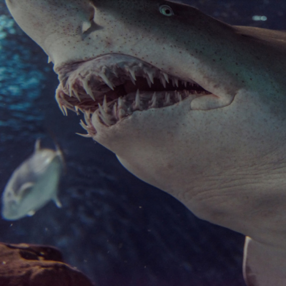 Otkriveni ostaci praistorijske ajkule duge osam metara FOTO