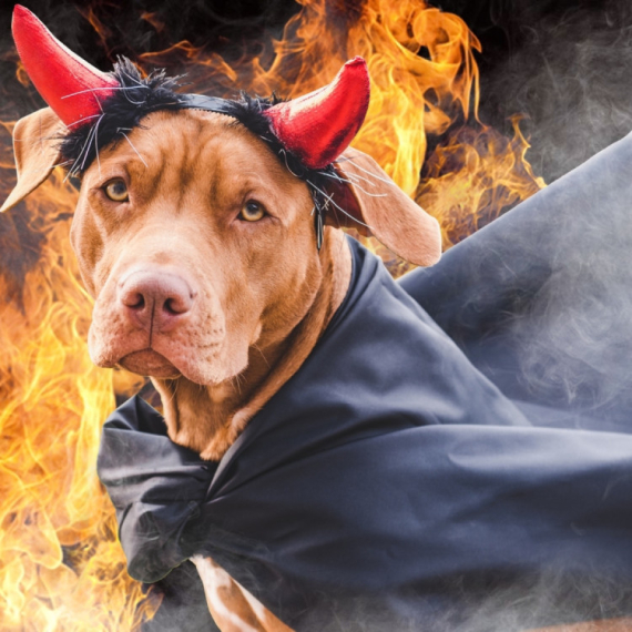 Pas izazvao eksploziju u stanu: Uključio šporet VIDEO