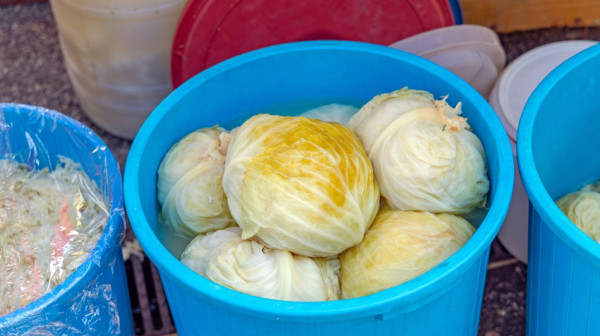 Kiseli kupus nije dobar za sve: Sedam razloga zašto ga treba jesti i tri protiv FOTO/VIDEO