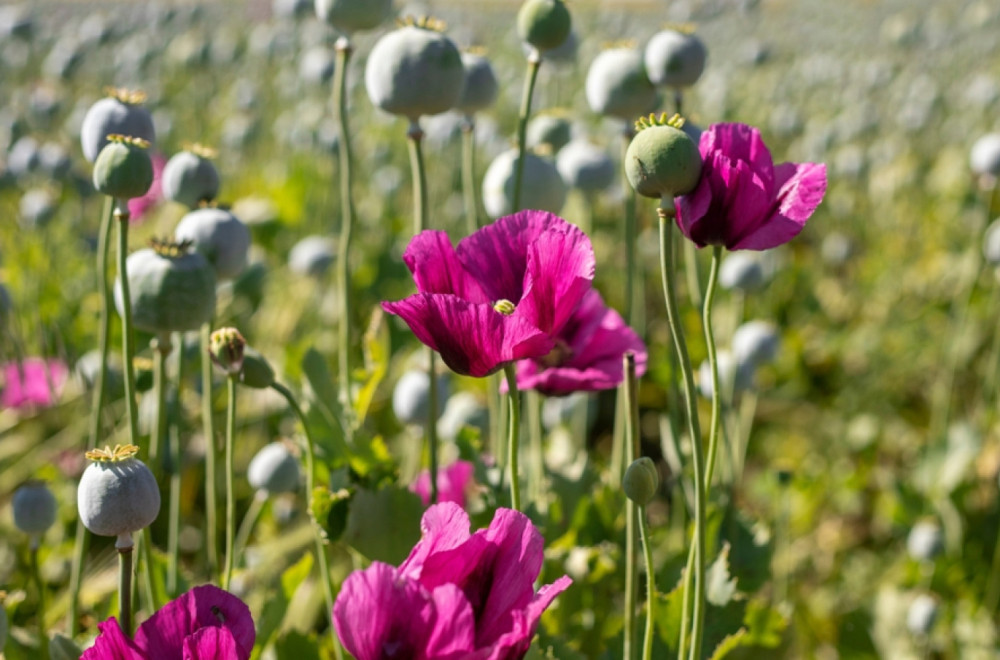 Kilogram ove biljke u veleprodaji dostiže 220 dinara: Novi kralj vojvođanskih njiva