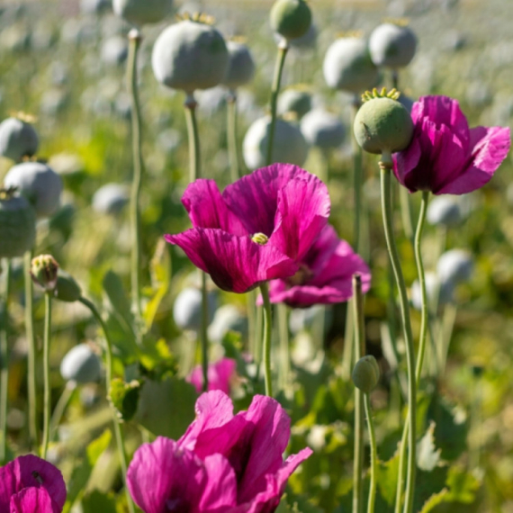 Kilogram ove biljke u veleprodaji dostiže 220 dinara: Novi kralj vojvođanskih njiva