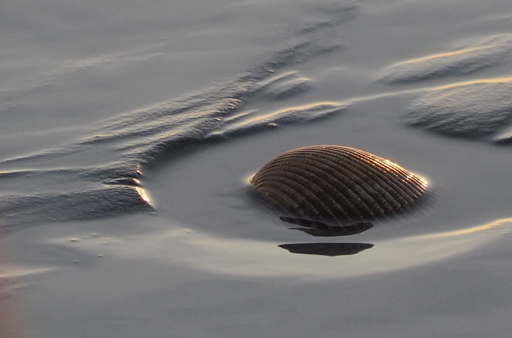 Neverovatno otkriće: Najstariji ikada pronađen?