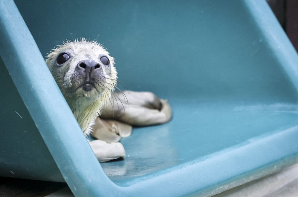 Foka zalutala u pab: "Mislili smo da je pas" VIDEO